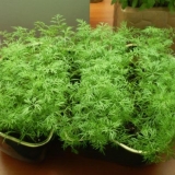 Kako uzgajati kopar na prozorskoj dasci zimi: uzgoj iz sjemena, sadnja, hranjenje i njega